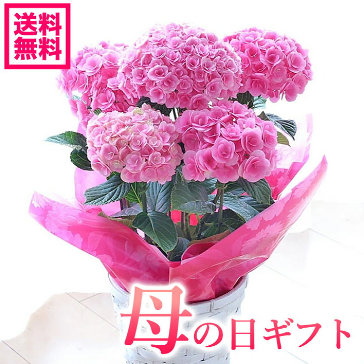 楽天市場 早期予約 専門店の花ギフト 母の日ギフト 紫陽花 ルビー アジサイ 紫陽花アジサイ 紫陽花 達人のあじさい 筑紫ルビー 鉢花 送料無料 北海道 沖縄 東北発送不可 プレゼント カーネーションより人気の鉢植え おすすめ おしゃれ 園芸専門
