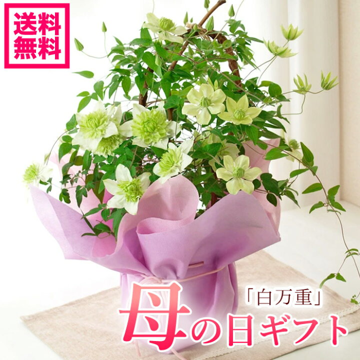 楽天市場 23予約 母の日 プレゼント クレマチス 白万重 鉢花ギフト シロマンエ ギフト カーネーションより人気の鉢植え 送料無料 北海道沖縄東北発送不可 おすすめ おしゃれ 毎年楽しめる 豪華 庭植えok 義母へ 園芸専門店 さい 楽天市場 23予約 母の日 プレゼント クレマチス 白万重 鉢花ギフト シロマンエ ギフト カーネーションより人気の鉢植え 送料無料 北海道沖縄東北発送不可 おすすめ おしゃれ 毎年楽しめる 豪華 庭植えok 義母へ 園芸専門店 さい