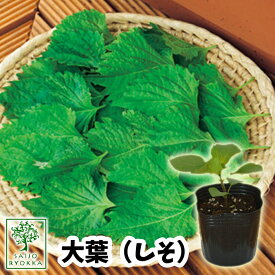 【野菜苗☆クーポンあり】シソ オオバ 大葉 苗 販売 1POT【おすすめ】【人気品種】【苗】【納期指定不可】【母の日対応不可】