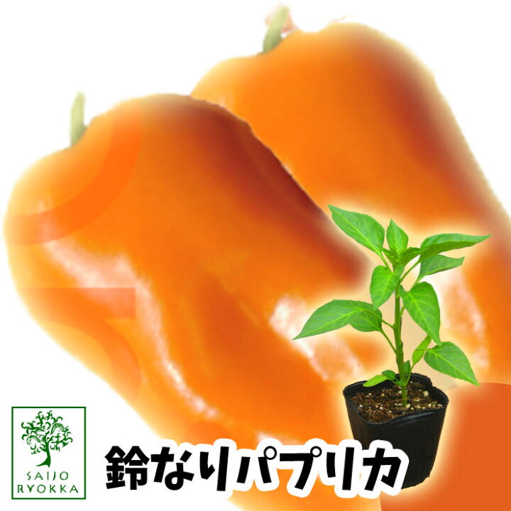 【野菜苗】ピーマン 鈴なりパプリカ カラフルミニパピー オレンジ 苗 1POT【納期指定不可】【お買い物マラソン期間中!】 園芸専門店 さいじょう緑花 旨甘すずなり ミニパプリカ レッドイエロー野菜苗 パプリカ苗 ぱぷりか苗 ピーマン苗 ベランダ菜園 paprika