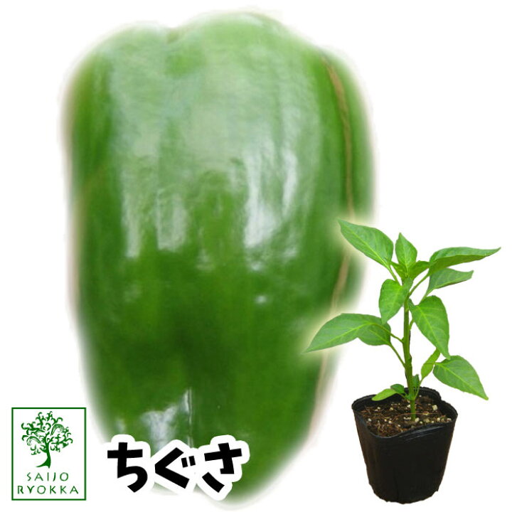楽天市場 専門店の野菜苗 ピーマン ちぐさ 実生 1pot おすすめ 人気品種 苗 納期指定不可 発送期間は4月中旬 4月下旬の予定 マラソン クーポン お得 園芸専門店 さいじょう緑花