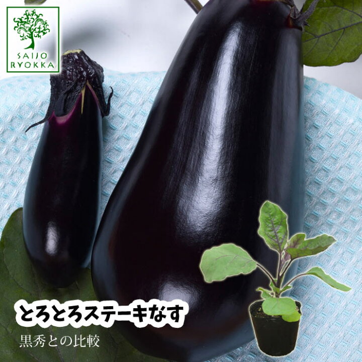 楽天市場 予約野菜苗 ナス ステーキナス 苗 1pot 22 納期指定不可 プレゼントにもしたい実用的苗 予約受付中 0と5のつく日はエントリーでお得 登録品種名トーホクジャンボ１号 登録番号 園芸専門店 さいじょう緑花