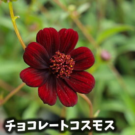 楽天市場 コスモス 苗 苗物 ガーデニング 農業 花 ガーデン Diyの通販