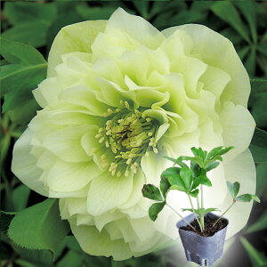 yԕczNX}X[Y c ~V zCgv}hX K[fnCubh Nc d炫