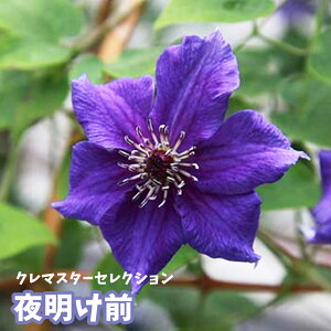 種 クレマチス苗 苗の人気商品 通販 価格比較 価格 Com