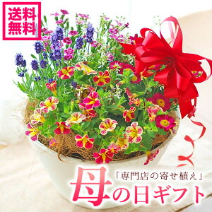 母の日ギフト 寄植え 専門店の寄せ植え プレゼント ギフト ワンランク上 母の日ギフト 【送料無料・北海道沖縄東北発送不可】【カーネーションより人気】【急げ!数量限定クーポンあり!】