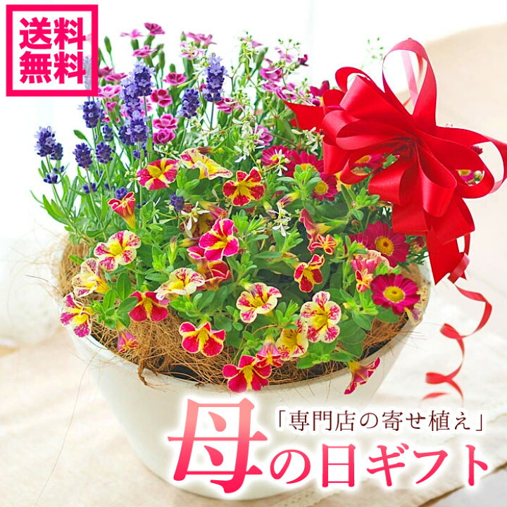 楽天市場 早期予約 専門店の花ギフト 母の日ギフト 寄植え 専門店の寄せ植え プレゼント ギフト ワンランク上 母の日ギフト 送料無料 北海道沖縄東北発送不可 カーネーションより人気 急げ 数量限定クーポンあり 園芸専門店 さいじょう緑花