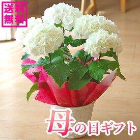 【150円クーポンあり】母の日 プレゼント アジサイ 紫陽花 ゼブラ 鉢花 かっこいいお母さんへ 花ギフト 【送料無料・北海道沖縄東北発送不可】【カーネーションより人気の鉢植え】【おすすめ】【毎年楽しめる】【母の日】