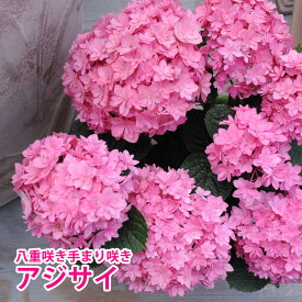 楽天市場 ピンク ルビー 花 観葉植物 花 ガーデン Diy の通販