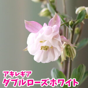 苗 宿根草の人気商品 通販 価格比較 価格 Com 苗 宿根草の人気商品 通販 価格比較 価格 Com