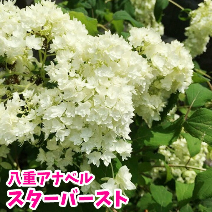 楽天市場 紫陽花 アジサイ 苗 八重アナベル ヘイズスターバースト 珍しいアナベル 0と5のつく日は楽天カードでお得 園芸専門店 さいじょう緑花