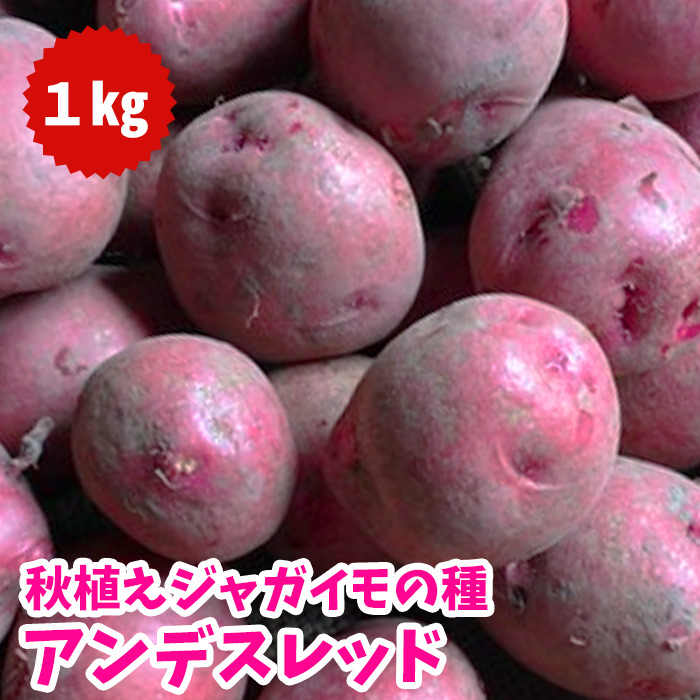 ジャガイモ種芋 アンデスレッド 種芋 約1kg（充填時）珍しい赤皮、黄肉のジャガイモ