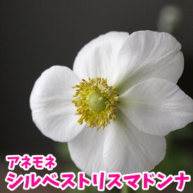 楽天市場 アネモネ 球根 苗物 ガーデニング 農業 花 ガーデン Diyの通販