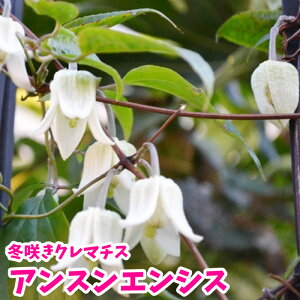 クレマチス 冬の人気商品 通販 価格比較 価格 Com