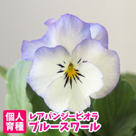 楽天市場 ビオラ 苗の通販