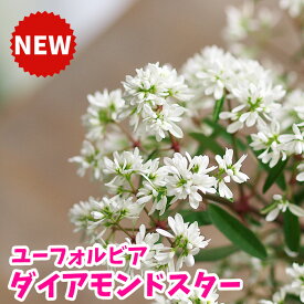 楽天市場 ユーフォルビア ダイアモンドフロストの通販