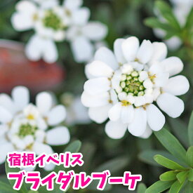楽天市場 イベリス 花の通販 楽天市場 イベリス 花の通販