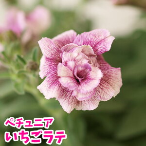 苗 ペチュニア 八重の人気商品 通販 価格比較 価格 Com 苗 ペチュニア 八重の人気商品 通販 価格比較 価格 Com