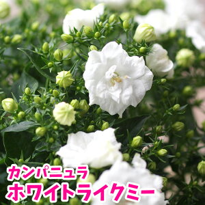 苗 宿根草の人気商品 通販 価格比較 価格 Com