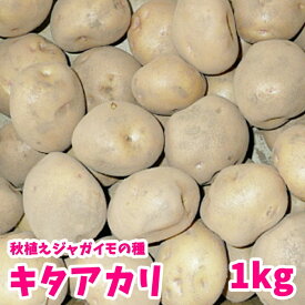 楽天市場 じゃがいも 種イモの通販