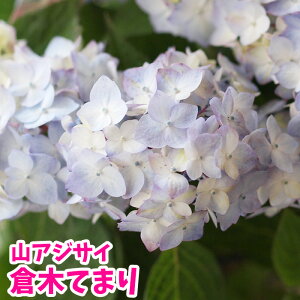 あじさい てまりてまりの通販 価格比較 価格 Com