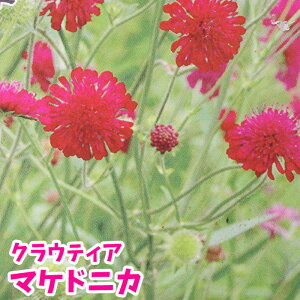 苗 宿根草の人気商品 通販 価格比較 価格 Com 苗 宿根草の人気商品 通販 価格比較 価格 Com