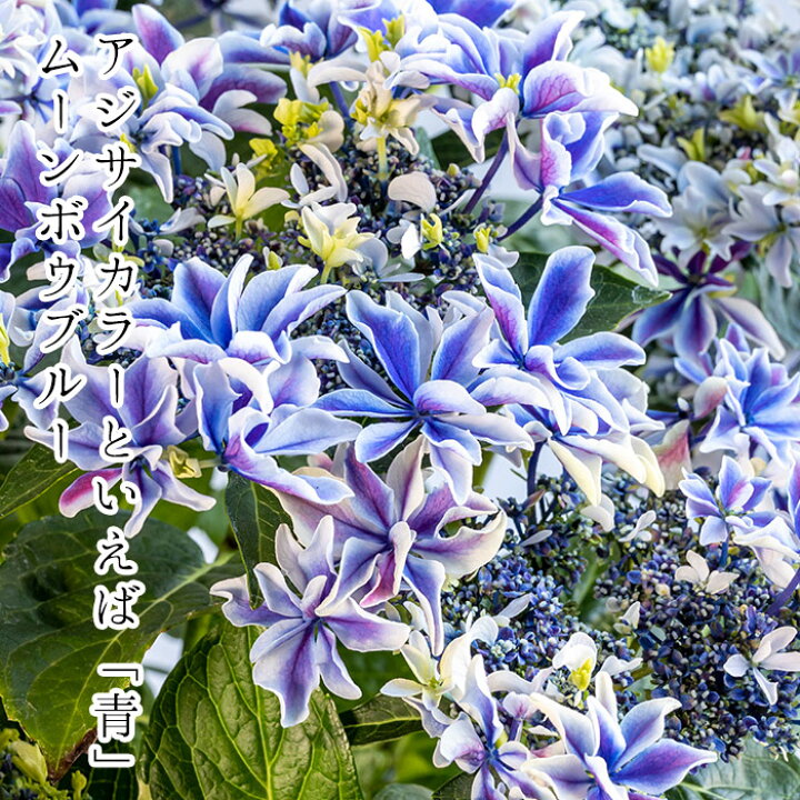 楽天市場 23予約 母の日 プレゼント ギフト アジサイ 月虹 げっこう 達人のアジサイ 紫陽花 ムーンボウ 鉢花 新品種 おすすめ 珍しい紫陽花 送料無料 北海道 沖縄 東北発送不可 カーネーションより人気の鉢植え 大臣賞受賞産地の九州の