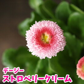 楽天市場 パンジー 種類 植物 デージー ガーデニング 農業 花 ガーデン Diy の通販 楽天市場 パンジー 種類 植物 デージー ガーデニング 農業 花 ガーデン Diy の通販