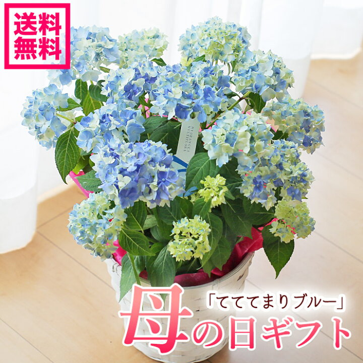 楽天市場】母の日ギフト アジサイ 紫陽花 山アジサイ テテテマリブルー  