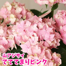 楽天市場 あじさい てまりまりの通販