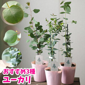 ポポラス 苗の人気商品 通販 価格比較 価格 Com