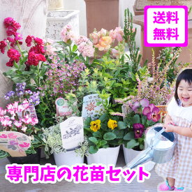楽天市場 ラナンキュラス 苗の通販