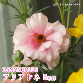 楽天市場 花苗 アネモネ ラナンキュラス ラナンキュラスラックス 園芸専門店 さいじょう緑花