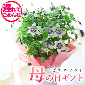 楽天市場 フラワーギフト 母の日 ご予算で選ぶ 園芸専門店 さいじょう緑花 楽天市場 フラワーギフト 母の日 ご予算で選ぶ 園芸専門店 さいじょう緑花