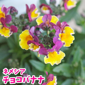 Rb1hlvjii9b1fm