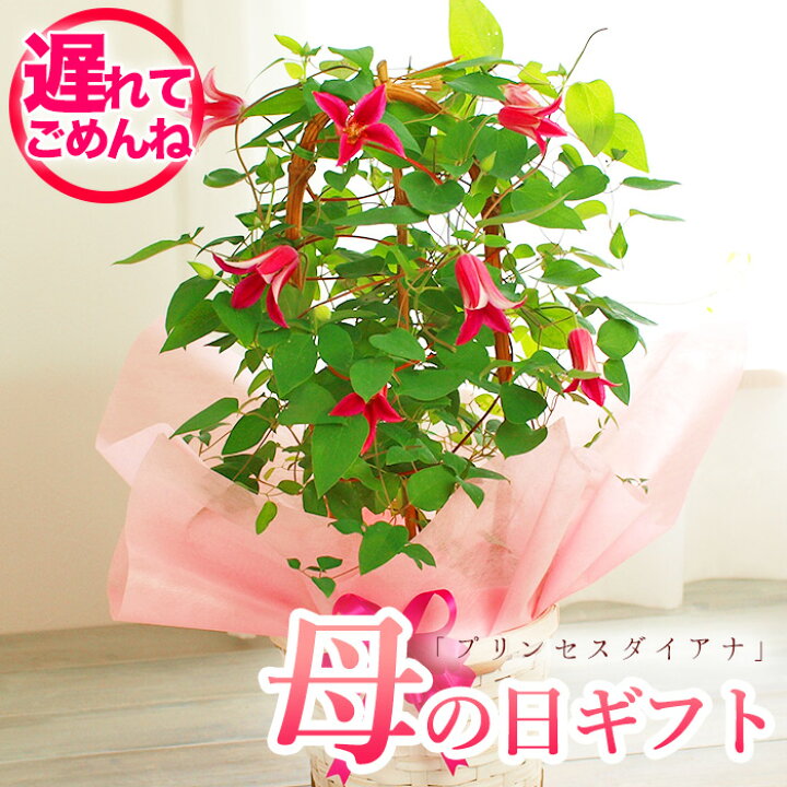 楽天市場 遅れてごめんね 母の日 プレゼント クレマチス プリンセスダイアナ 鉢花ギフト 送料無料 北海道 沖縄 東北発送不可 カーネーション より人気 いつもと違う母の日ギフト 鉢植え かわいい おすすめ 毎年楽しめる 園芸専門店 さい