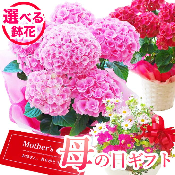 楽天市場 遅れてごめんね ワンランク上選べる 専門店の選べる母の日鉢花ギフト プレゼント 母の日 ギフト 送料無料 北海道 沖縄 東北発送不可 プレゼント カーネーションより人気の鉢植え おすすめ 毎年楽しめる 園芸専門店 さいじょう緑花