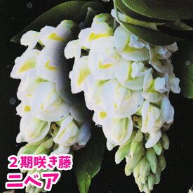 楽天市場 アメリカ 藤 ニベアの通販