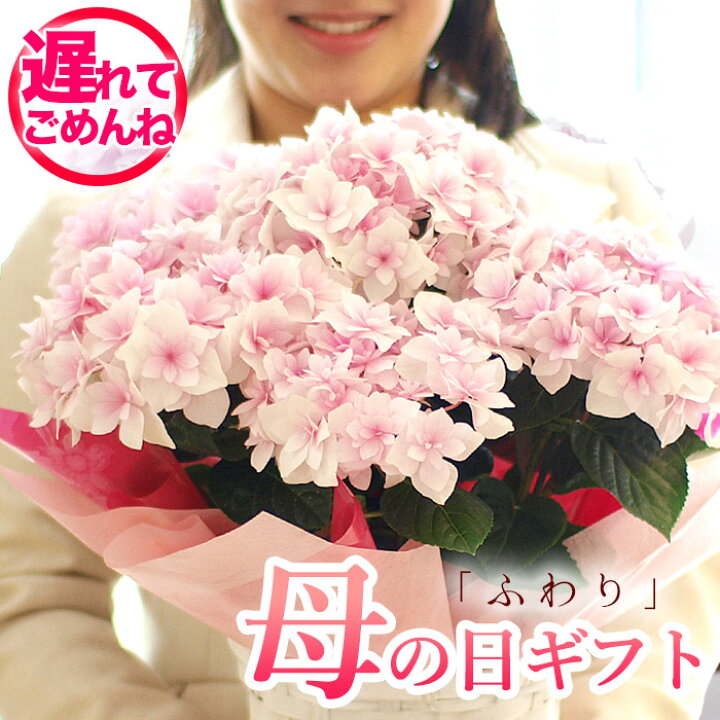 楽天市場 遅れてごめんね 母の日 プレゼント アジサイ ギフト 達人のアジサイ 紫陽花 ふわり 鉢花 送料無料 北海道 沖縄 東北 発送不可 カーネーションより人気の鉢植え おすすめ おしゃれ 毎年楽しめる 人気ナンバーワン 園芸専門店