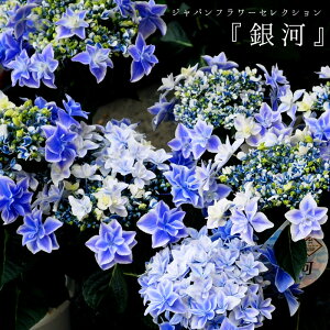 生花 銀河の人気商品 通販 価格比較 価格 Com 生花 銀河の人気商品 通販 価格比較 価格 Com