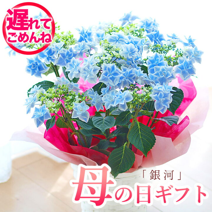 楽天市場 23予約 母の日 プレゼント アジサイ 母の日ギフト プレゼント 紫陽花 銀河 おすすめ 鉢花 母の日ギフト 送料無料 北海道沖縄東北発送不可 プレゼント カーネーションより人気の鉢植え フラワーオブザイヤー万華鏡に続く島根県のアジサイ