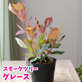 楽天市場 スモーク ツリー 苗の通販