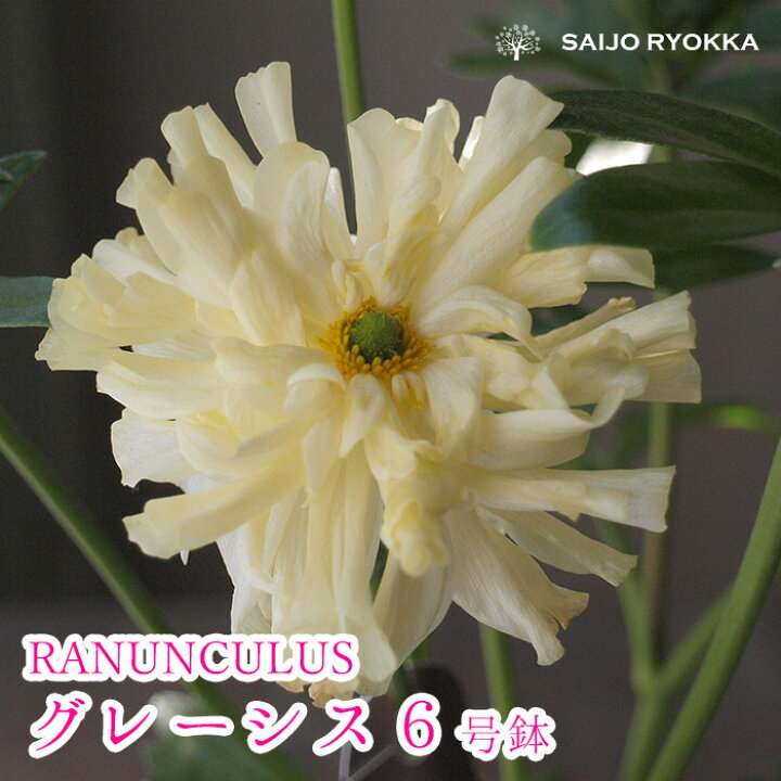 楽天市場 6号特大鉢花 ラナンキュラス ラックス グレーシス 苗 球根植物 切り花にも 園芸専門店 さいじょう緑花 楽天市場 6号特大鉢花 ラナンキュラス ラックス グレーシス 苗 球根植物 切り花にも 園芸専門店 さいじょう緑花