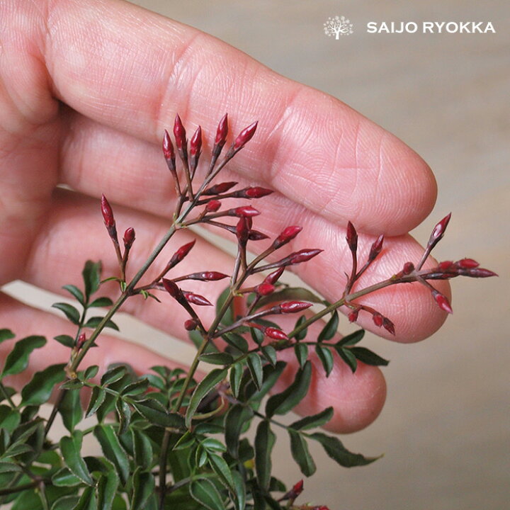 楽天市場 ハゴロモジャスミン 羽衣ジャスミン 半耐寒性常緑低木 苗 園芸専門店 さいじょう緑花