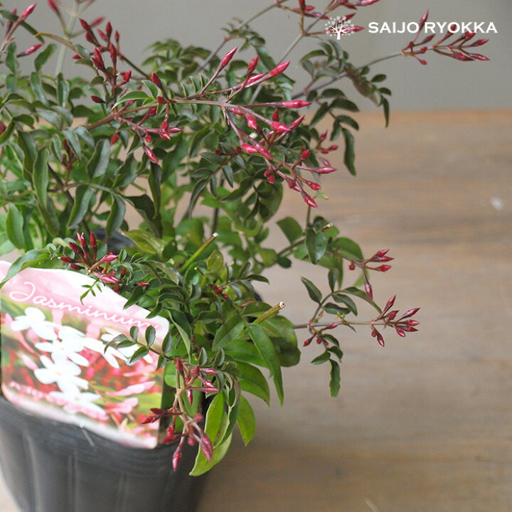 楽天市場 ハゴロモジャスミン 羽衣ジャスミン 半耐寒性常緑低木 苗 園芸専門店 さいじょう緑花