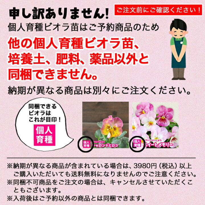 楽天市場 早期予約苗 花苗 ビオラ 雨畑硯 恋もも 個人育種 育種家ビオラ 冬の花壇苗 シクラメンとも相性良 クリスマスやお正月を彩る 花苗 日0 5のつく日でポイントアップ 園芸専門店 さいじょう緑花