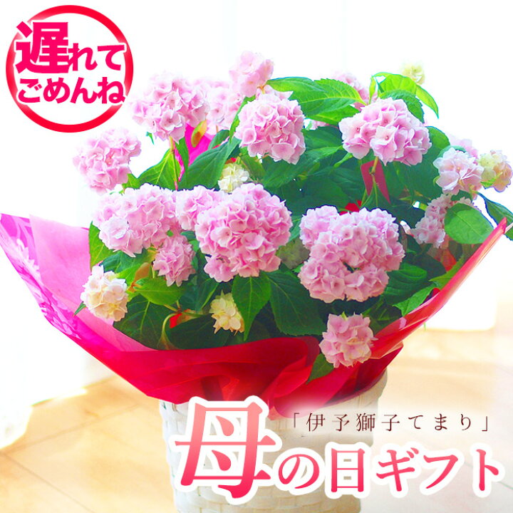 楽天市場 23予約 母の日 プレゼント アジサイ 紫陽花 山アジサイ 伊予獅子テマリ ししてまり 鉢花 獅子手毬 母の日ギフト 送料無料 北海道沖縄東北発送不可 カーネーションより人気の鉢植え おすすめ 毎年楽しめる 園芸専門店 さいじょう緑花