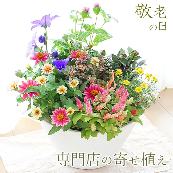 楽天市場 母の日 ギフト 寄せ植え バラ苗 クレマチス 野菜苗などの園芸専門店 園芸専門店 さいじょう緑花 トップページ