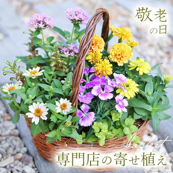 楽天市場 早得8月15日までポイント2倍 敬老の日の寄せ植えギフト バスケット寄せ植え かご寄せ植え 敬老の日ギフト 送料無料 北海道沖縄東北発送不可 鉢物 実用的なものより人気 プレゼント 花 花鉢 鉢植え 敬老21 園芸専門店 さい