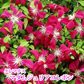 楽天市場 クレマチス おすすめクレマチス 初心者におすすめ 園芸専門店 さいじょう緑花 楽天市場 クレマチス おすすめクレマチス 初心者におすすめ 園芸専門店 さいじょう緑花